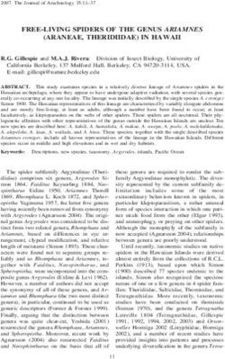 FREE-LIVING SPIDERS OF THE GENUS ARIAMNES (ARANEAE, THERIDIIDAE) IN HAWAII