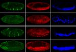 A conserved role for Snail as a potentiator of active transcription