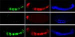 A conserved role for Snail as a potentiator of active transcription