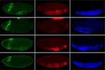 A conserved role for Snail as a potentiator of active transcription