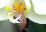 Slugs & Snails - HARK Orchideen