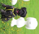Cardif 2021 A learning adventure with Dogs Trust and Snoopy - Calling all schools and youth groups! - A Dog's Trail