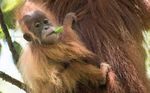 DAMMING EVIDENCE How the Batang Toru megadam threatens a new orangutan species with extinction - Sumatran Orangutan Society