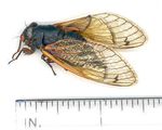 Landscape and Ornamental - Purdue Extension Entomology