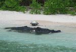 First year of data collection on beached drifting FADs in Wallis and Futuna