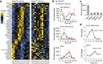 A circadian clock regulates efflux by the blood-brain barrier in mice and human cells