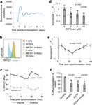 A circadian clock regulates efflux by the blood-brain barrier in mice and human cells