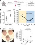 A circadian clock regulates efflux by the blood-brain barrier in mice and human cells