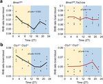 A circadian clock regulates efflux by the blood-brain barrier in mice and human cells