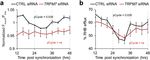 A circadian clock regulates efflux by the blood-brain barrier in mice and human cells