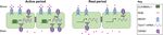 A circadian clock regulates efflux by the blood-brain barrier in mice and human cells