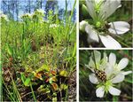 Venus Flytrap Rarely Traps Its Pollinators - Elsa Youngsteadt
