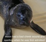 July Pupdate! - Seal Rescue Ireland