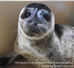 July Pupdate! - Seal Rescue Ireland