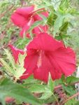 Hardy Hibiscus for Florida Landscapes1 - Gary W. Knox and Rick Schoellhorn2