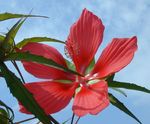 Hardy Hibiscus for Florida Landscapes1 - Gary W. Knox and Rick Schoellhorn2