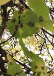 Urban Forestry Management Plan - City of Red Lodge - March 2018