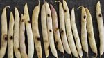 Western Bean Cutworm - Field Crop News