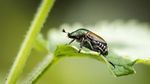 JAPANESE BEETLE - Overview - Soybean Pests - Soybean Research and Information Network