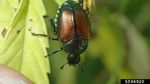 JAPANESE BEETLE - Overview - Soybean Pests - Soybean Research and Information Network