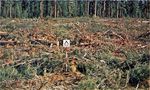 Aids to Determining Fuel Models For Estimating Fire Behavior - Hal E. Anderson