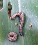 Eastern Africa Fall Armyworm Management Strategy and Implementation Plan - ASARECA