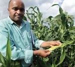 Eastern Africa Fall Armyworm Management Strategy and Implementation Plan - ASARECA