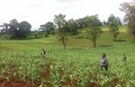 Eastern Africa Fall Armyworm Management Strategy and Implementation Plan - ASARECA