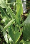 Eastern Africa Fall Armyworm Management Strategy and Implementation Plan - ASARECA