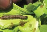 Eastern Africa Fall Armyworm Management Strategy and Implementation Plan - ASARECA