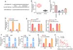 Long non coding RNA 00858 knockdown alleviates bladder cancer via regulation of the miR 3064 5p/CTGF axis