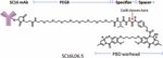 A DLL3-targeted antibody-drug conjugate eradicates high-grade pulmonary neuroendocrine tumor-initiating cells in vivo - Science Translational Medicine
