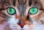 Feline Medicine Spring into