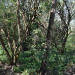 CIT Y BIODIVERSIT Y INDEX - KOCHI - ICLEI E-LIB