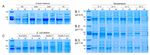 Development of the biotechnological production of -zizaene: Enzymology, metabolic engineering and in situ product recovery