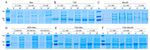 Development of the biotechnological production of -zizaene: Enzymology, metabolic engineering and in situ product recovery
