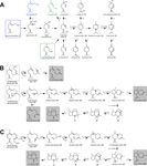 Development of the biotechnological production of -zizaene: Enzymology, metabolic engineering and in situ product recovery