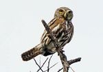 Population status and trends of Ferruginous Pygmy-owls in
