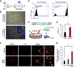 Human pluripotent stem cell-derived alveolar organoids for modeling pulmonary fibrosis and drug testing