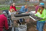 We dig spring! Transformation continues in the Oaks Courtyard - HIGHLAND LAKES MASTER GARDENER ASSOCIATION