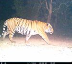 CUBS ON CAMERA - Tigers - WWF