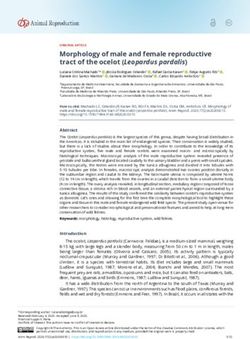 Morphology of male and female reproductive tract of the ocelot (Leopardus pardalis) - Animal Reproduction