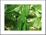Greenhouse Seed Cucumber Catalog 2018 - Paramount Seeds