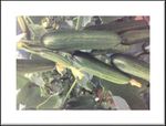 Greenhouse Seed Cucumber Catalog 2018 - Paramount Seeds