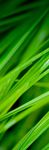 Local Biodiversity Action Plan - Lisburn & Castlereagh - www.lisburncastlereagh.gov.uk - Lisburn & Castlereagh City ...