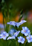 Local Biodiversity Action Plan - Lisburn & Castlereagh - www.lisburncastlereagh.gov.uk - Lisburn & Castlereagh City ...