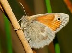 Local Biodiversity Action Plan - Lisburn & Castlereagh - www.lisburncastlereagh.gov.uk - Lisburn & Castlereagh City ...