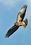 Local Biodiversity Action Plan - Lisburn & Castlereagh - www.lisburncastlereagh.gov.uk - Lisburn & Castlereagh City ...