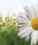 CARING FOR CLIMATE: THE BUSINESS LEADERSHIP PLATFORM