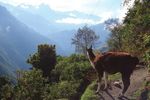 October 2020 CONQUER THE WORLD-FAMOUS INCA TRAIL TO MACHU PICCHU - St Wilfrid's Hospice
